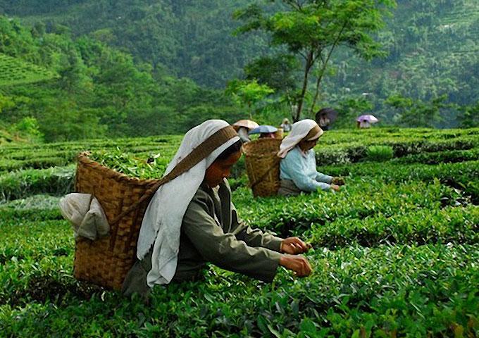How Darjeeling Tea Became Famous Around the World